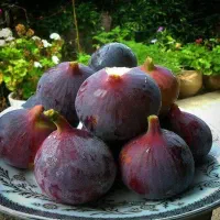 انجیر کوهی