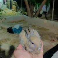 خرگوش کوچولوی فروشی