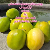 نهال پولساز کنار تایلندی سوپرلوکس|خدمات باغبانی و درختکاری|گراش, |دیوار