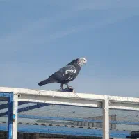 کفتر یا کبوتر و قفس