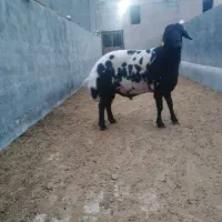 قوچ هترو افشاری پلنگی