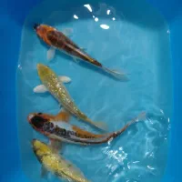 ماهی کوی گرید A