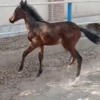 کره دره شور سه ماهه