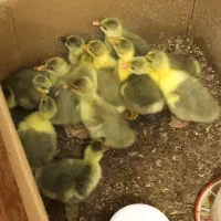 جوجه غاز محلی سرحال