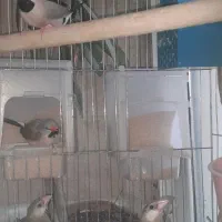 فنچ کرواتی نرگسی زبرا|پرنده|مشکین‌دشت, |دیوار