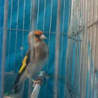 فروش یه دونه سهره  نر  جوون عتیقه|پرنده|فیروزکوه, |دیوار