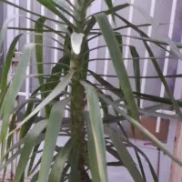 درخچه یوکا سالم وکاکسیونی