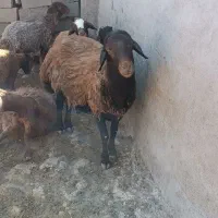 قوچ هترو
