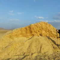 کاه گندم نرم گوسفند