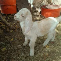 بز درجه یک شیرا (گوسفند)|حیوانات مزرعه|کرمان, |دیوار