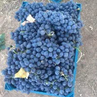 نهال رو از منه تولید کننده بخر نه واسطه|گل و گیاه طبیعی|تبریز, |دیوار