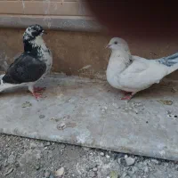 فروش یه جفت نروماده