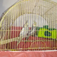 فروش عروس هلندی