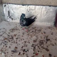 کفتر|پرنده|فاروج, |دیوار