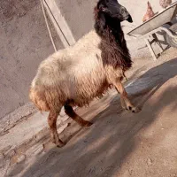 میش پستان کرده