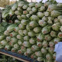 کاهو تازه