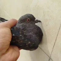 کبوتر|پرنده|مسجد سلیمان, |دیوار