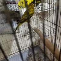 قناری نر سبز بخونه و گلبسر بخون|پرنده|کرمان, |دیوار