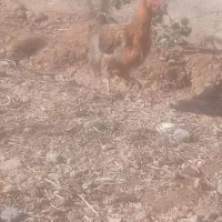 مرغ|حیوانات مزرعه|مشهد, خواجه ربیع|دیوار