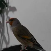 سهره قناری دهندار پاک پاک دستی