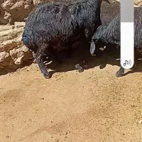 قوچ.غرغزل