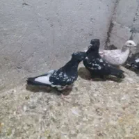 کبوتردرپرنده