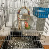 طوطی برزیلی|پرنده|بندر ماهشهر, |دیوار