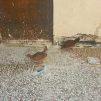 جوجه دورم رسمی لاری