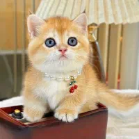 بچه گربه اصیل شناسنامه دار واکسینه شده بازدیدحضوری