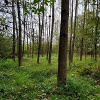 فروش چوب صنوبر|خدمات باغبانی و درختکاری|فومن, |دیوار