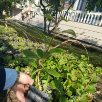 فروش نهال کیوی