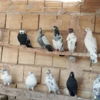 کفتر پرشی|پرنده|یزد, |دیوار