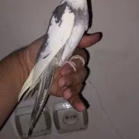 عروس هلندی دونخور|پرنده|تهران, اسکندری|دیوار