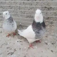 طوقی سرور و سرخ|پرنده|یزد, |دیوار