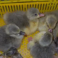 فروش ویژه جوجه غاز نژاد برتر