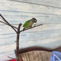 طوطی گرینچیک نر رام خیلی باهوش