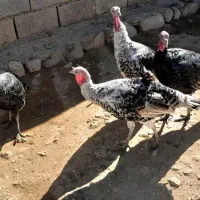 بوقلمون|حیوانات مزرعه|کوهدشت, |دیوار