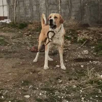 پژدر نگهبان