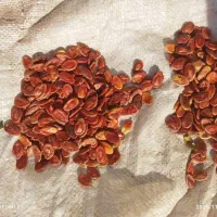 تخمه هندوانه