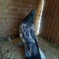 نر سرور|پرنده|یزد, |دیوار