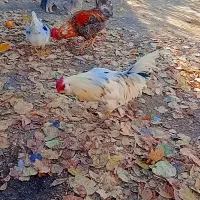 فروش جوجه گلپایگان ۶ماهه|حیوانات مزرعه|گرمی, |دیوار