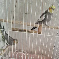 فوری فوری|پرنده|آبیک, |دیوار