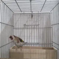 سهره نر گل بلند