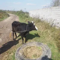 گاو چالوسی به همراه گوساله نر