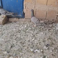 کبوتر|پرنده|تاکستان, |دیوار