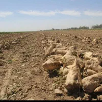 چغندر قند جوین فروش سر زمین