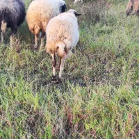 گوسفند نژاد دار آبستن(بالاترین کیفیت)|حیوانات مزرعه|رشت, جانبازان|دیوار