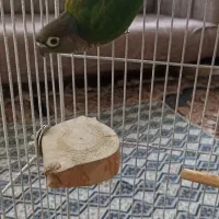 طوطی گرینچیک|پرنده|زنجان, |دیوار