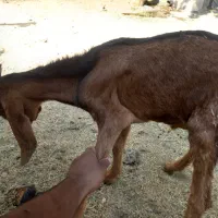 کهره نر|حیوانات مزرعه|رودان, |دیوار