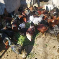 خروس محلی|حیوانات مزرعه|جوادآباد, |دیوار